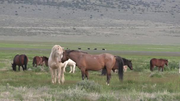 Wildpferde Der Wüste Von Utah Frühling — Stockvideo