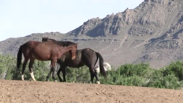 Wilde Paarden Utah Woestijn Het Voorjaar — Stockvideo