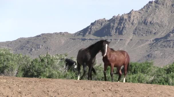 Wilde Paarden Utah Woestijn Het Voorjaar — Stockvideo