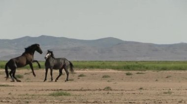 Baharda Utah çölünde vahşi atlar