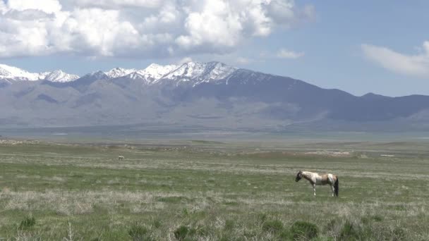 Wilde Paarden Utah Woestijn Het Voorjaar — Stockvideo