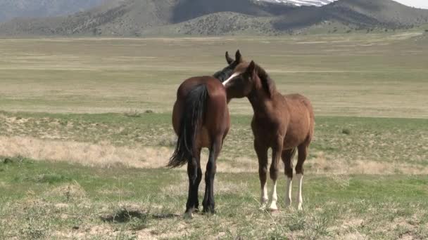 Wild Horses Utah Desert Spring — Stock Video