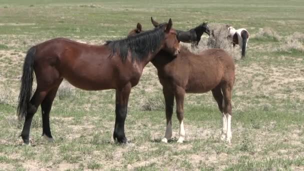 Wild Horses Utah Desert Spring — Stock Video