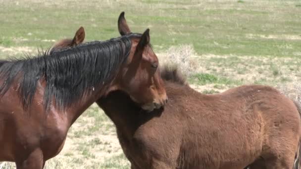 Wild Horses Utah Desert Spring — Stock Video