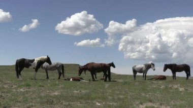 Baharda Utah çölünde vahşi atlar