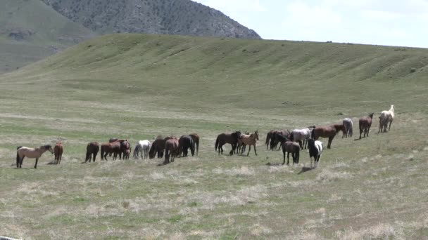 Cavalos Selvagens Deserto Utah Primavera — Vídeo de Stock