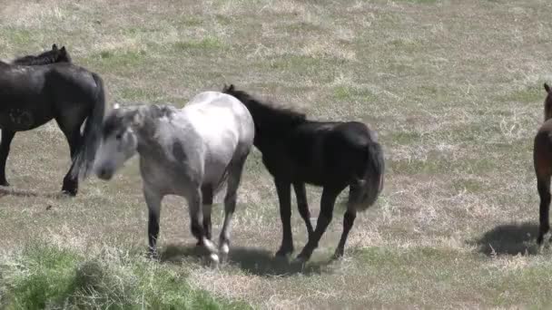 Caballos Salvajes Desierto Utah Primavera — Vídeo de stock