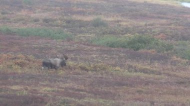 Alaska Yukon Geyiği sonbaharda