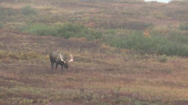 Alaska Yukon Geyiği sonbaharda