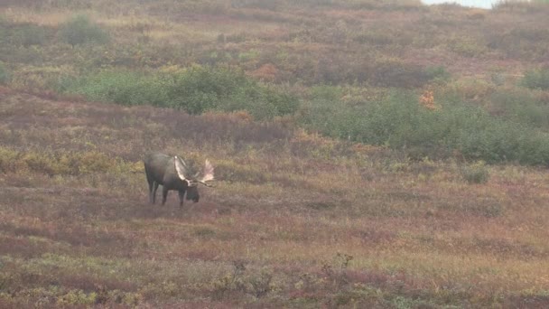 Alaska Yukon Bull Moose Autumn — Stock Video