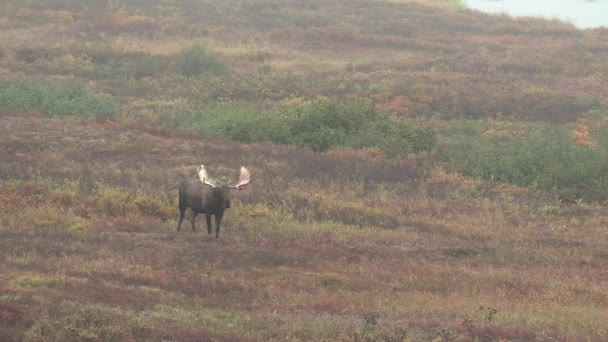 Alaska Yukon Łoś Byk Jesienią — Wideo stockowe