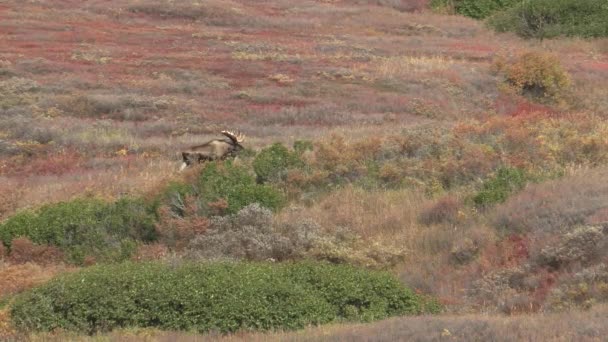 阿拉斯加育空地区秋季的公牛麋鹿 — 图库视频影像