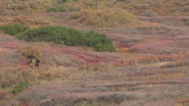 Alaska Yukon Geyiği sonbaharda