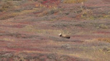 Alaska Yukon Geyiği sonbaharda