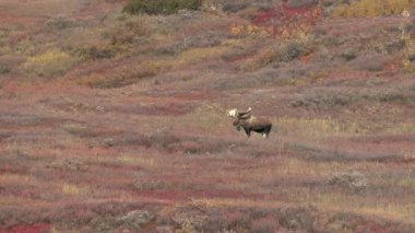 Alaska Yukon Geyiği sonbaharda