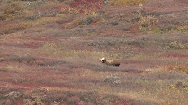 Alaska Yukon Bull Moose Autumn — Stock Video