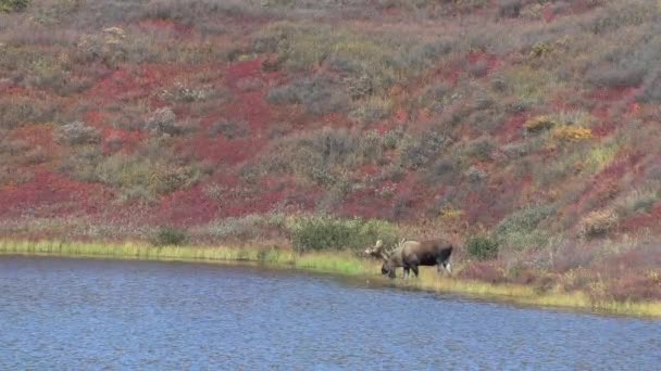 Alasca Yukon Alce Touro Outono — Vídeo de Stock