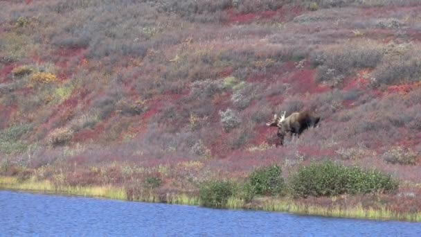 阿拉斯加育空地区秋季的公牛麋鹿 — 图库视频影像
