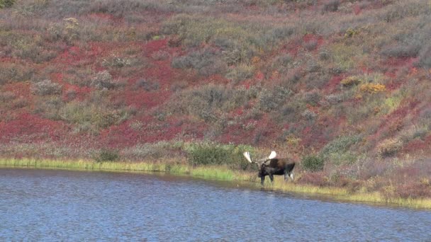 Alaska Yukon Tjur Älg Hösten — Stockvideo