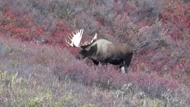 Alaska Yukon Alce Toro Otoño — Vídeos de Stock