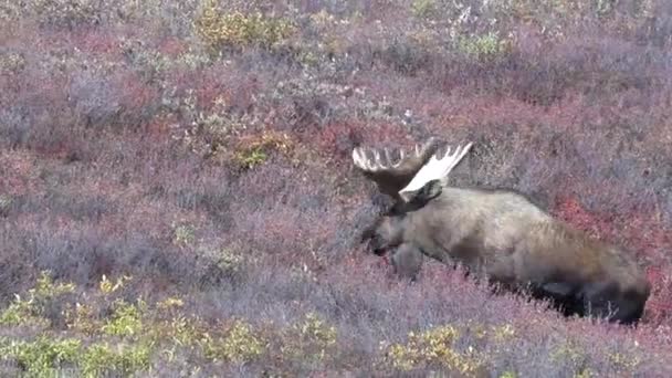 Alaska Yukon Bull Moose Autumn — Stock Video