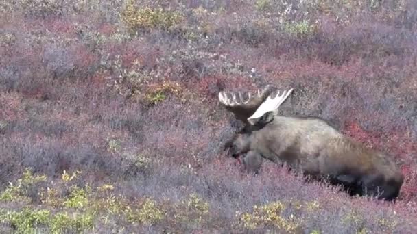 Alasca Yukon Alce Touro Outono — Vídeo de Stock