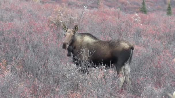 秋のアラスカユーコン牛ムース — ストック動画