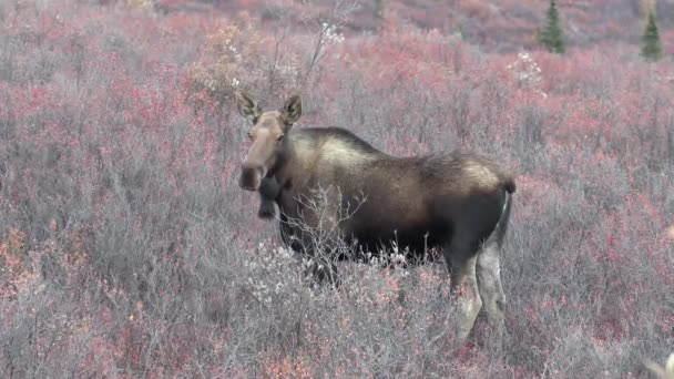 Sonbaharda Alaska Yukon Nek Geyiği — Stok video