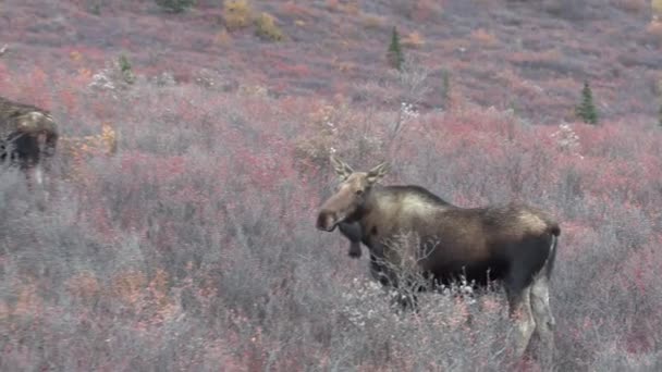 秋のアラスカユーコン牛ムース — ストック動画