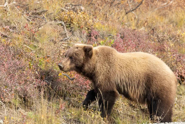 Medvěd Grizzly Národním Parku Denali Aljašce Podzim — Stock fotografie