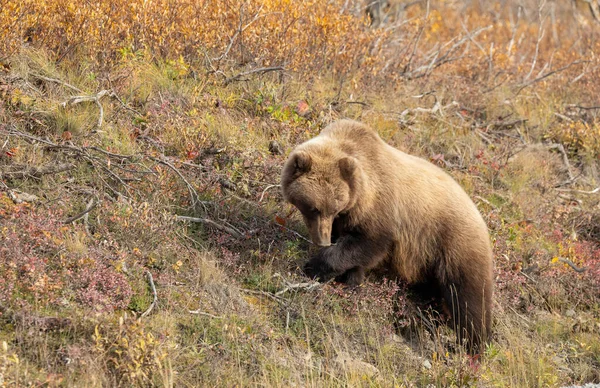 秋にはアラスカのデナリ国立公園でグリズリークマ — ストック写真