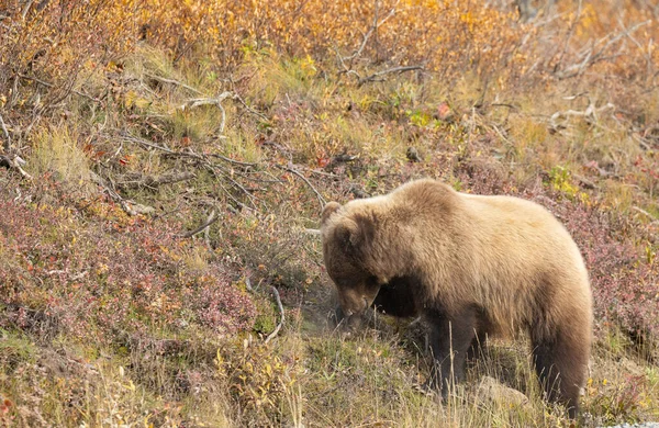 Orso Grizzly Nel Denali National Park Alaska Autunno — Foto Stock