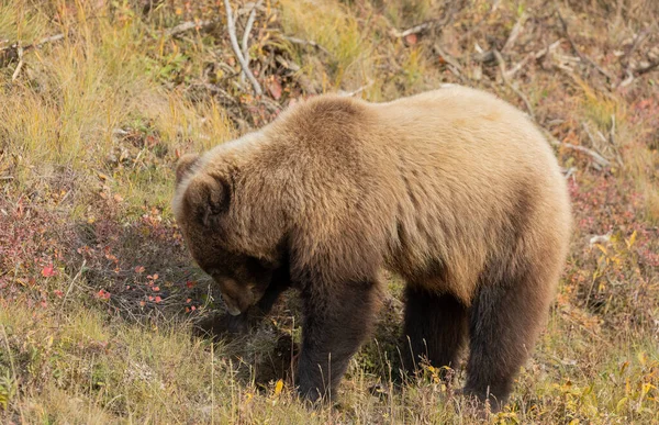 Urso Pardo Parque Nacional Denali Alasca Outono — Fotografia de Stock