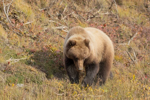 Medvěd Grizzly Národním Parku Denali Aljašce Podzim — Stock fotografie