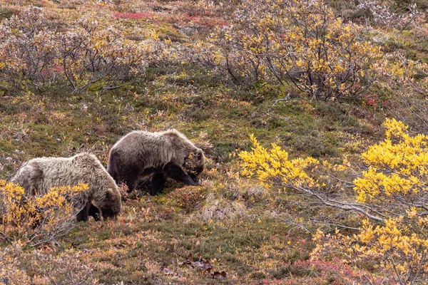 Grizzlybärenpaar Denali Nationalpark Alaska Herbst — Stockfoto