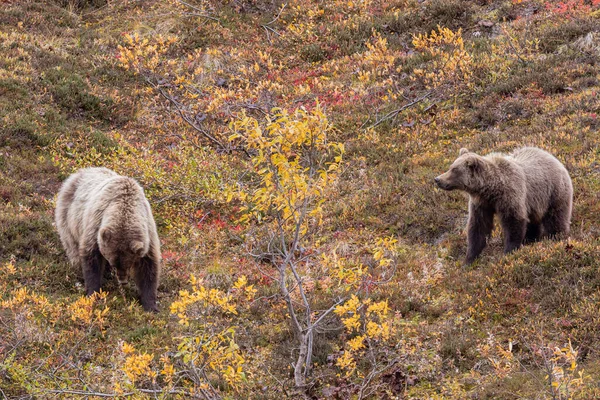 Grizzlybärenpaar Denali Nationalpark Alaska Herbst — Stockfoto