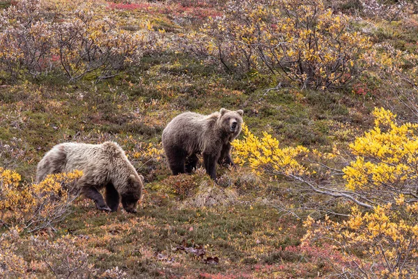 Par Osos Pardos Parque Nacional Denali Alaska Otoño —  Fotos de Stock