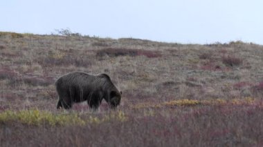 Sonbaharda Denali Ulusal Parkı 'nda bir boz ayı.