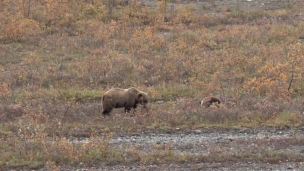 秋にはアラスカのデナリ国立公園でグリズリークマ — ストック動画