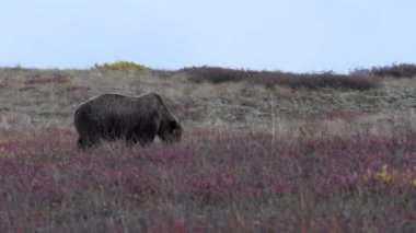 Sonbaharda Denali Ulusal Parkı 'nda bir boz ayı.