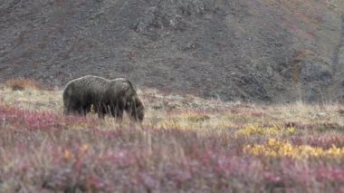 Sonbaharda Denali Ulusal Parkı 'nda bir boz ayı.