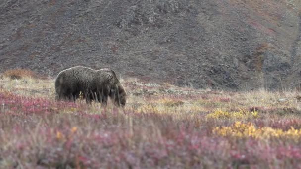 Grizzly Bear Denali National Park Alaska Autumn — Stock Video