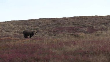 Sonbaharda Denali Ulusal Parkı 'nda bir boz ayı.
