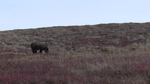 un grizzli dans le parc national Denali Alaska en automne
