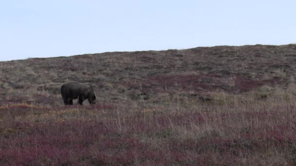 Egy Grizzly Medve Denali Nemzeti Park Alaszka Ősszel — Stock videók