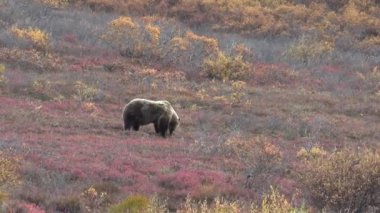 Sonbaharda Denali Ulusal Parkı 'nda bir boz ayı.