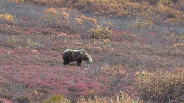 Een Grizzly Beer Denali National Park Alaska Herfst — Stockvideo