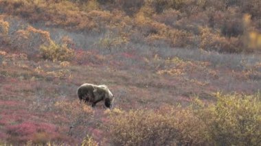 Sonbaharda Denali Ulusal Parkı 'nda bir boz ayı.