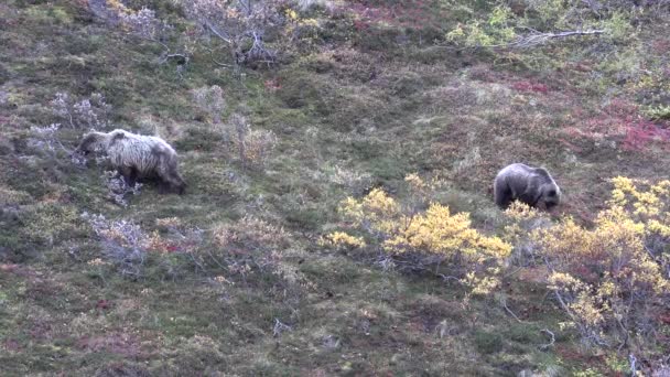 Αρκούδες Γκρίζλι Φθινόπωρο Στο Εθνικό Πάρκο Ντενάλι Αλάσκα — Αρχείο Βίντεο