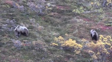 Sonbaharda boz ayılar Denali Ulusal Parkı Alaska 'da